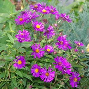 Aster novae-angliae Hella Lacy